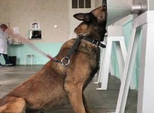Los perros que diagnostican cáncer